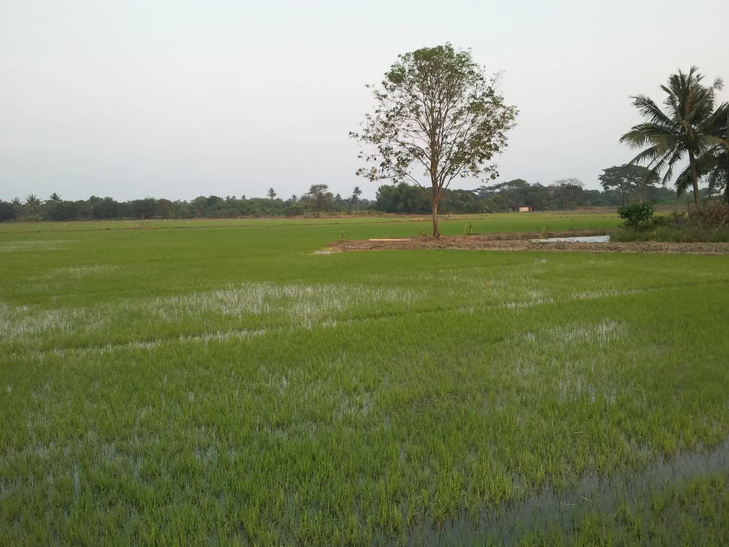 Rice field in Mueang Nakhon Pathom